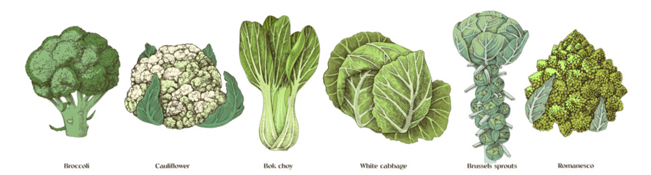 Cabbage types sketched vector collection
