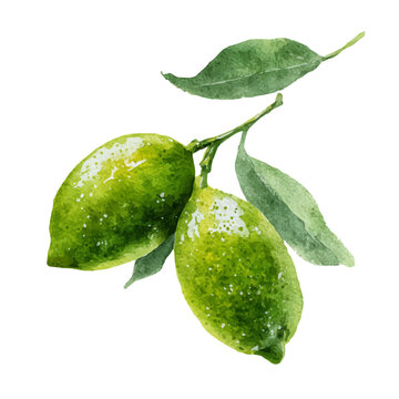 watercolor of Finger Lime, vector, isolated on a white background.
