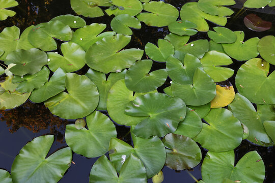 Green Water Lily Pads