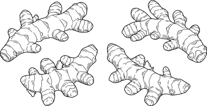 White Turmeric Root Vector Line Art Illustration