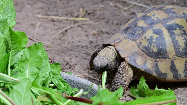 Close-up footage of a tortoise eating fresh green leaves in a natural outdoor enclosure, showing detailed shell texture, head, legs and feeding behavior