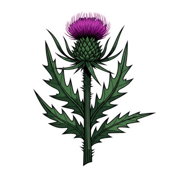 Vector illustration of a purple thistle flower with leaves isolated on transparent background