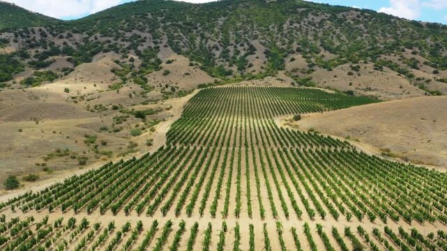 Aerial view of rows of grapevines planted on the slopes of rolling hills in Crimea.