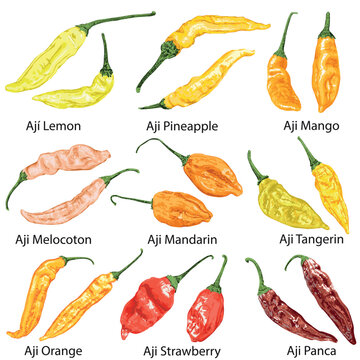 A set of detailed peppers with names on a white background.