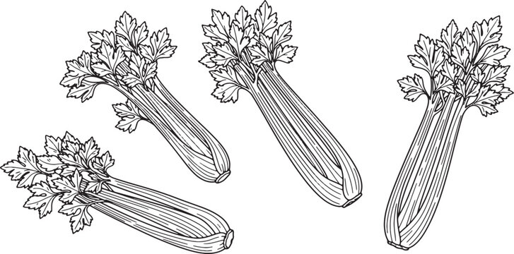 Celery Stalk Vegetable Vector Line Art Illustration