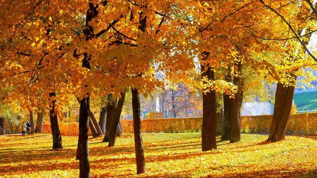 Gloden Autumn season with Beautiful romantic alley in a park with colorful trees and sunlight. autumn natural background	