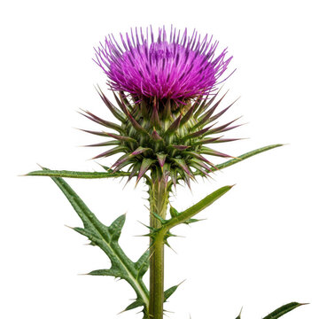 Vibrant purple thistle flower with spiky leaves and stem isolated on transparent background