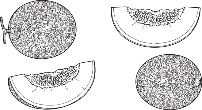 Cantaloupe Melon and Slices Vector Line Art Outline