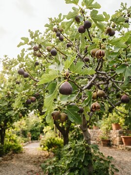 Ripe figs hanging from a lush green fig tree in an orchard.