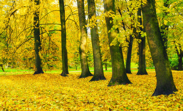 Autumn park landscape - trees with golden foliage and bright orange fallen leaves on the ground in October cloudy day