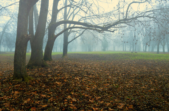 Autumn city park in cloudy October day - spreading bare trees and dry orange fallen leaves on the ground, foggy park background with mysterious mood