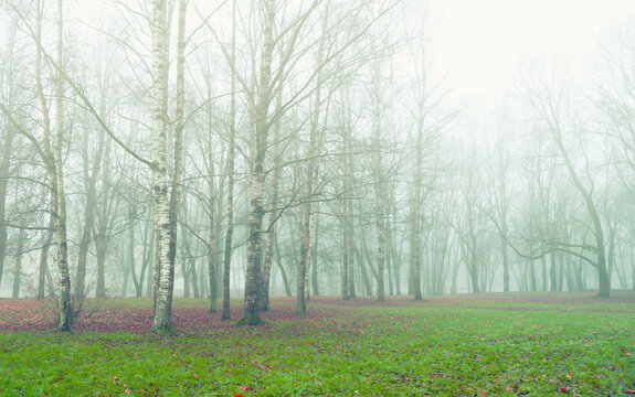 November autumn landscape - bare birch trees in the deserted park grove in misty weather