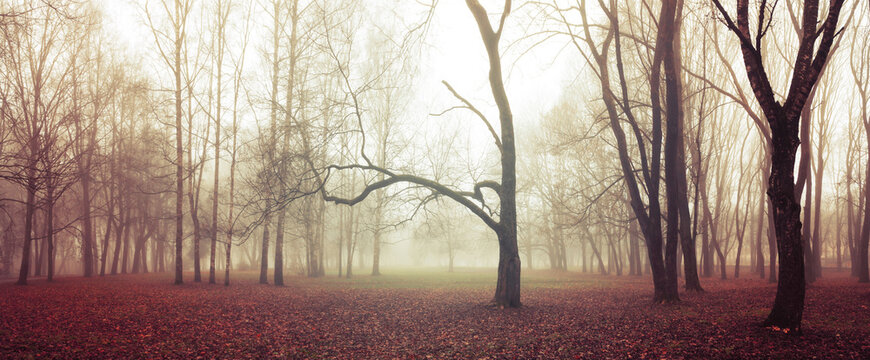Mysterious autumn park landscape in the fog. Panoramic background of somber deserted October park with bare trees, red fallen leaves and Halloween atmosphere