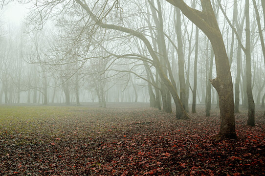 Autumn November landscape with Halloween atmosphere and mysterious mood. A deserted city park in dense fog and fallen dry autumn leaves on the ground