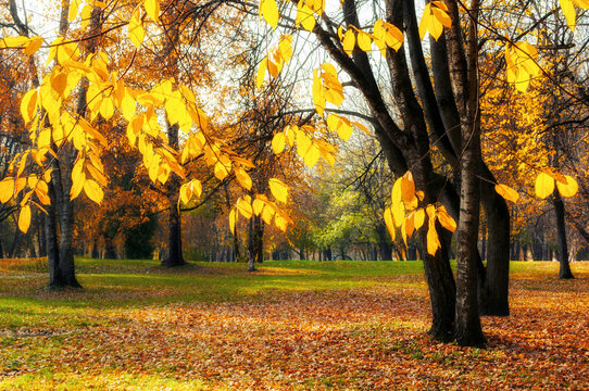 Autumn city park background - yellow leaves of a park tree on the foreground in sunny October weather