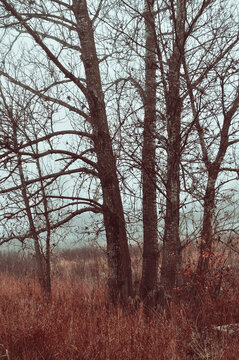 Mysterious autumn forest landscape with bare trees in November foggy weather, nature background with Halloween atmosphere