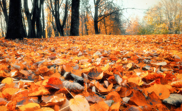 Autumn leaves background - blurred yellowed trees and orange and yellow fallen leaves in city park alley in October day, selective focus at the leaves on the foreground. Diffusion filter applied
