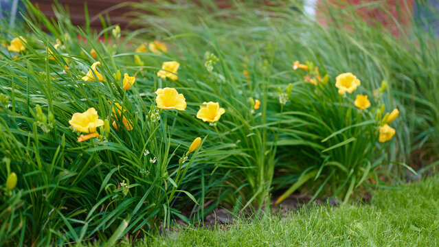 Bright yellow daylilies blooming in a vibrant green garden border