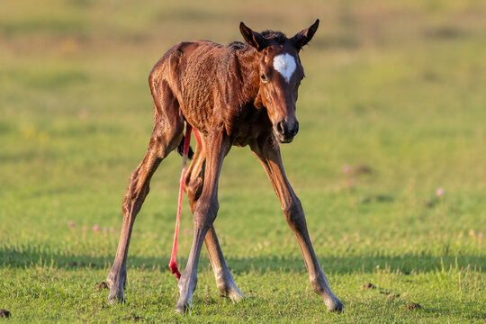 Newborn foal standing shakily on long legs with umbilical cord in grassy field.