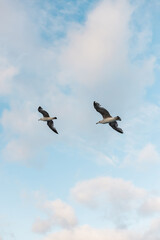 Obraz premium Majestic seagulls soaring over the tranquil sky with clouds, serene view 