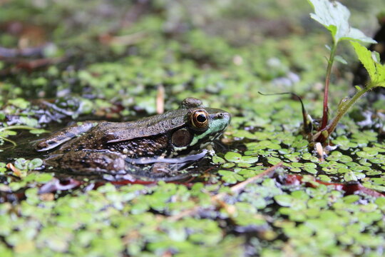 frog in the pond