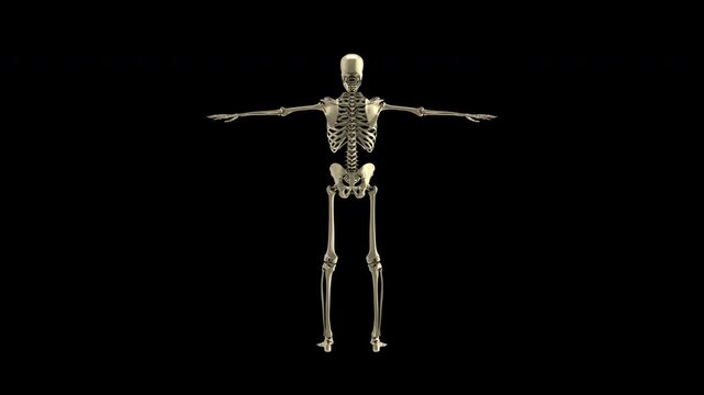 Human Skeleton  on transparent alpha channel, ready for easy drag-and-drop use!