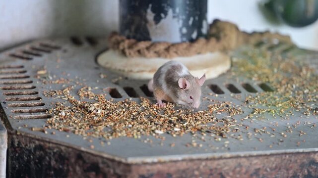 Mouse feeding on scattered grain, illustrating rodents as agricultural pests, food loss, contamination risk, infestation, and the need for effective pest control