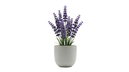Naklejka premium A potted lavender plant with purple flower spikes in a simple grey ceramic container for home decor isolated on a transparent background