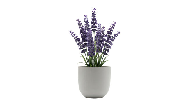 A potted lavender plant with purple flower spikes in a simple grey ceramic container for home decor isolated on a transparent background