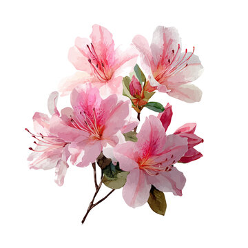 watercolor of Azalea Bouquet, vector, isolated on a white background.