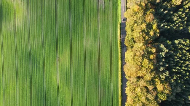 Top-down drone footage showing a vibrant green agricultural field with parallel crop rows beside a narrow rural road and sunlit forest.