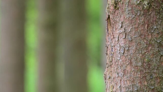 Great spotted woodpecker male feeding chicks at the nest hole in stem