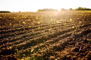 Obraz premium Small green plants emerge from dark soil in a farm field at sunrise. The sun shines brightly above the horizon, illuminating the new growth.