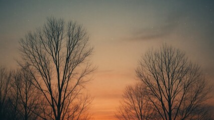 Fototapeta premium Serene sunset with bare trees.