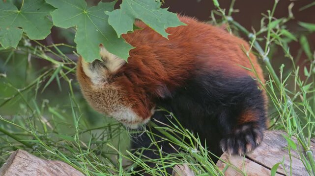red panda (Ailurus fulgens) chewing on bamboo