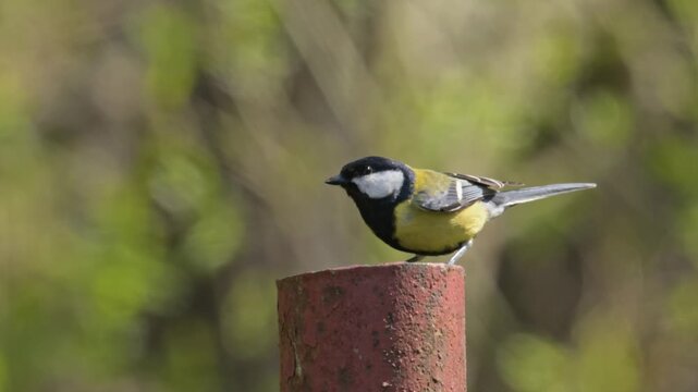 Great tit (Parus major) bird singing on a pole and flying off