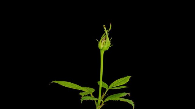 yellow rose flower blooming opening time lapse
