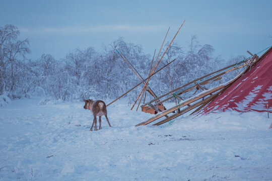 A lone reindeer near a chum, the traditional home of Nenets reindeer herders, at sunset.