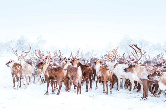 A herd of reindeer wanders through a snowy forest. Life in the Arctic.