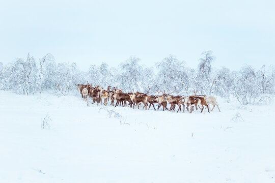A herd of reindeer races through a snowy forest. Life in the Arctic.