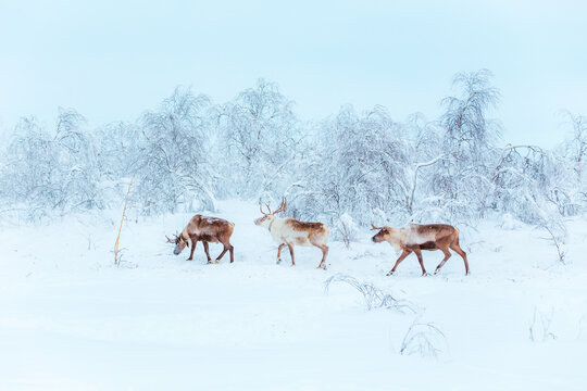 A group of beautiful reindeer in a snowy forest. Life in the Arctic.