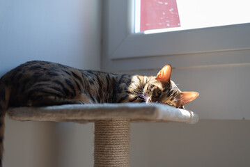 Bengal cat lies on cat tree perch, basking in beam of sunlight © Denis Renkas