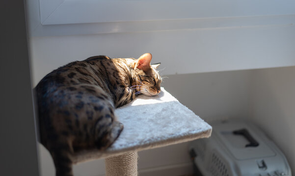 Bengal cat rests in patch of warm sunlight on cat tree platform indoors