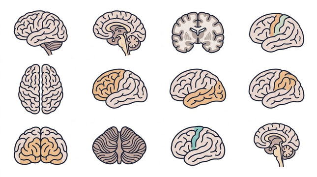Detailed Brain Illustrations in Various Views and Styles.