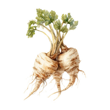 watercolor of Marshmallow Root, vector, isolated on a white background.