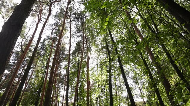 Upward forest canopy with tall pine trunks and backlit green leaves revealing bright sky through gaps, with forest, canopy, tree, pine detail, showing trunk, bark, leave, foliage context