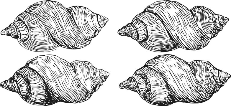 Four vintage hand drawn seashell illustrations nautical marine collection, ocean nature shell sketches in black and white