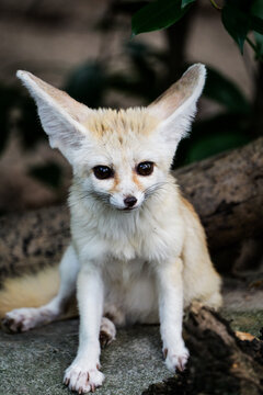 Nature portrait: An fennec fox sitting obediently on a rock, showing off the texture of its clear fur and huge ears