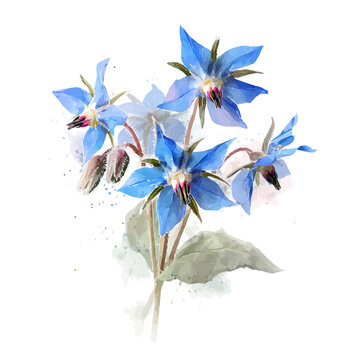 Borage Bouquet, watercolor illustration vector, isolated on a white background.