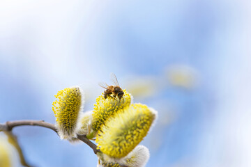 bee collects pollen on a yellow spring flower. willow branch with yellow spring flowers. delicate willow flowers in spring. Active work of bees to collect pollen. lot of pollen and nectar. close-up © Oleksandr Filatov